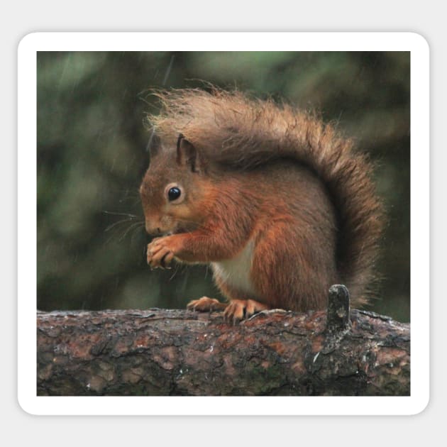 Squirrel shelter Sticker by orcadia